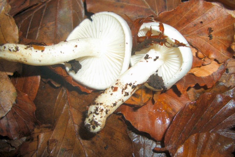 Hygrophorus sp di faggio